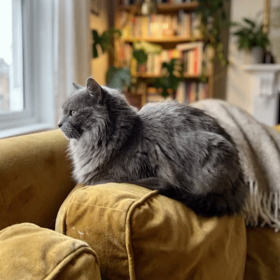 审视的猫（表情包）